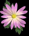 fleurs et nature (143)